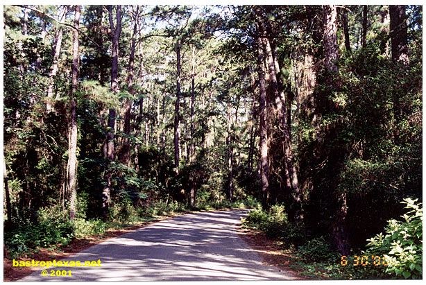 The Bastrop State Park - Bastrop, Texas