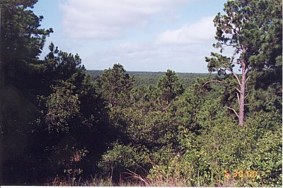 Another view of the Lost Pines from the Scenic Overlook