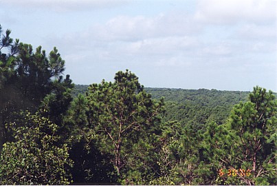 View of the Lost Pines from the Scenic Overlook