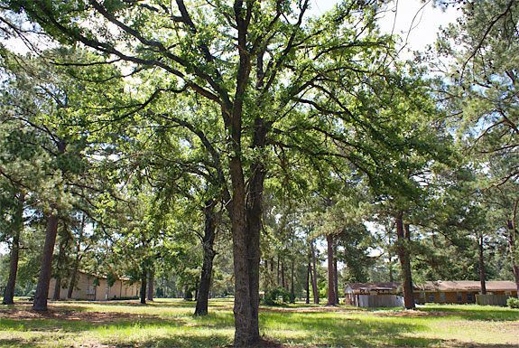 View 2 Grounds- Loblolly Pines Village