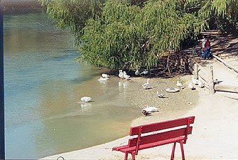 Permanent guests at the Boat Docks at Fisherman's Park